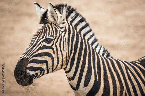 Portrait of Chapmans Zebra  Equus quagga chapmani .