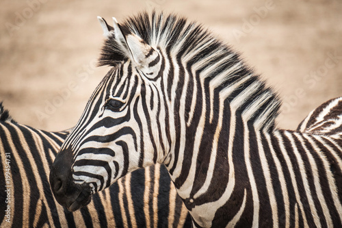 Portrait of Chapmans Zebra  Equus quagga chapmani .