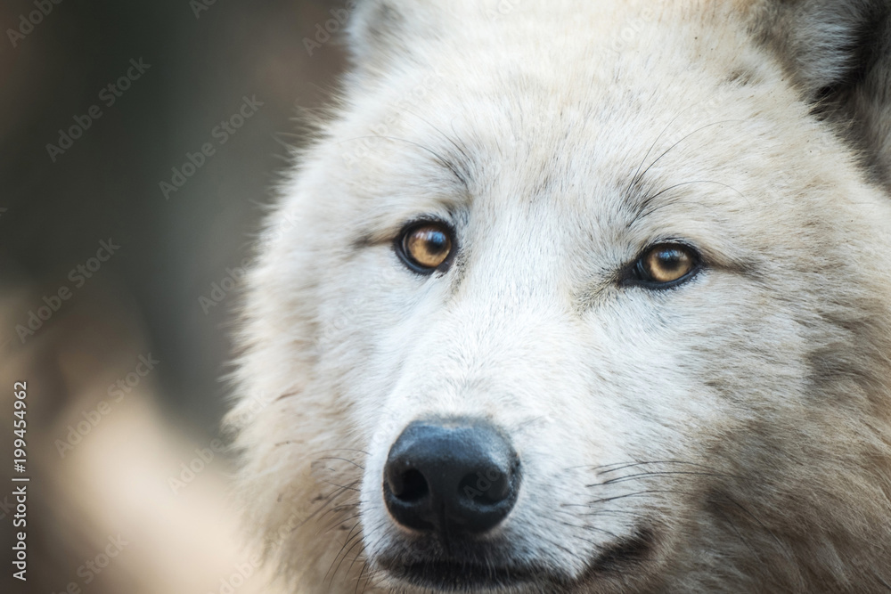 Portrait of Arctic Wolf (Canis lupus arctos) aka Polar Wolf or White Wolf.