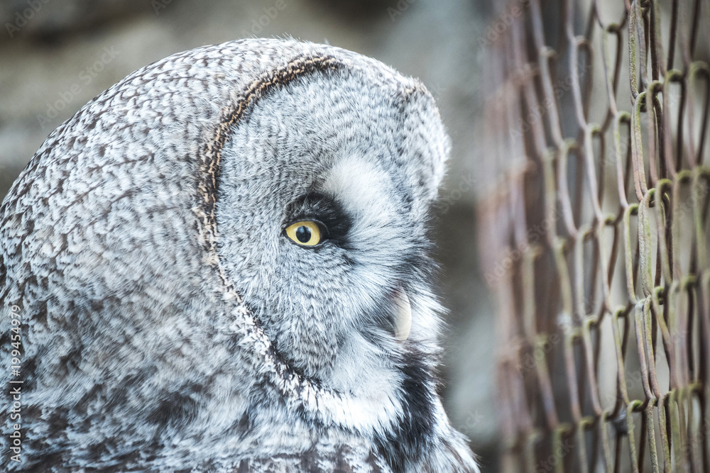 Obraz premium Close portrait of Great Grey Owl, Lapland Owl (Strix nebulosa).