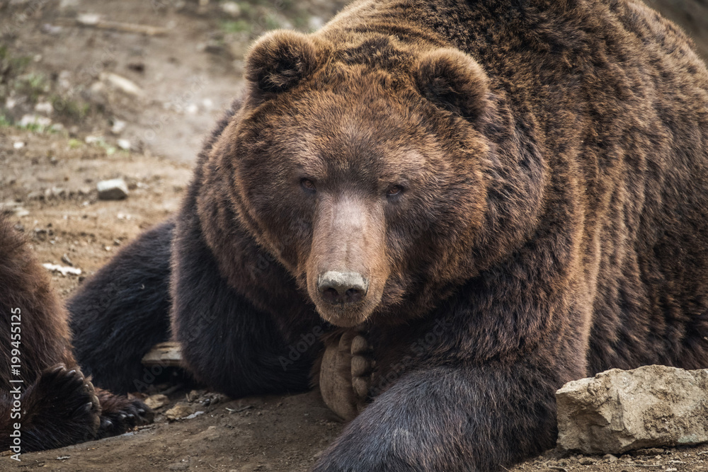 Close portrait of brown bear (Ursus arctos beringianus).