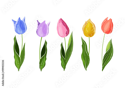 Flowers isolated on background. Vector. Hand drawn vector colorful tulips set.