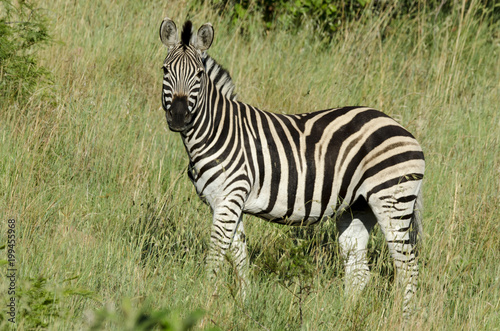 Zèbre de Burchell, Equus quagga, Parc national Marachele, Afrique du Sud