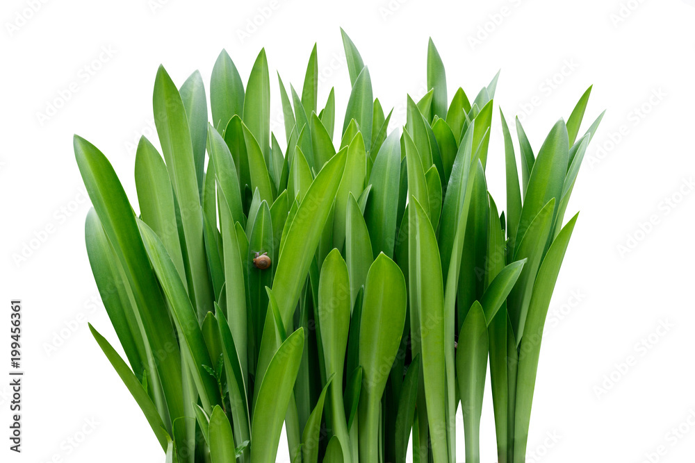 Obraz premium Bush isolated on white background.