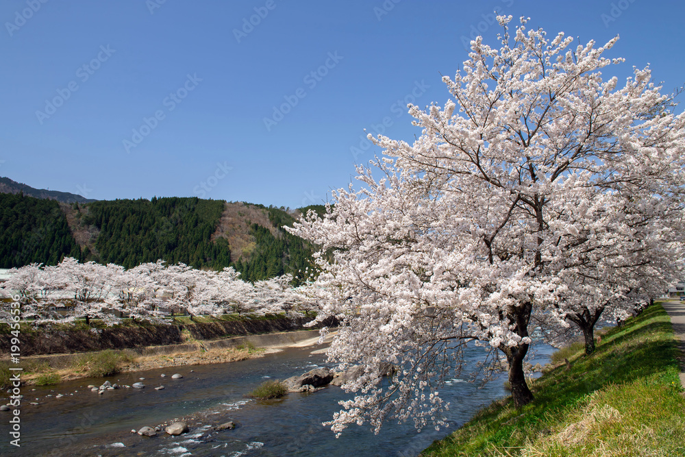 長良川と桜