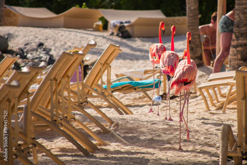 Foto Flamingos am Strand in Aruba