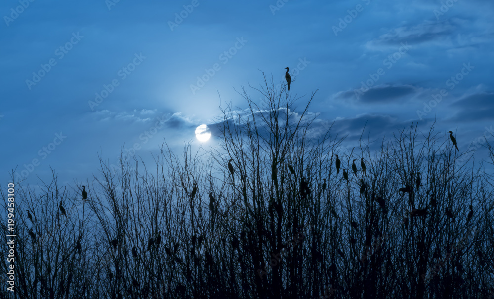 birds on the tree in the evening silhouette style birds on the tree in the evening silhouette style