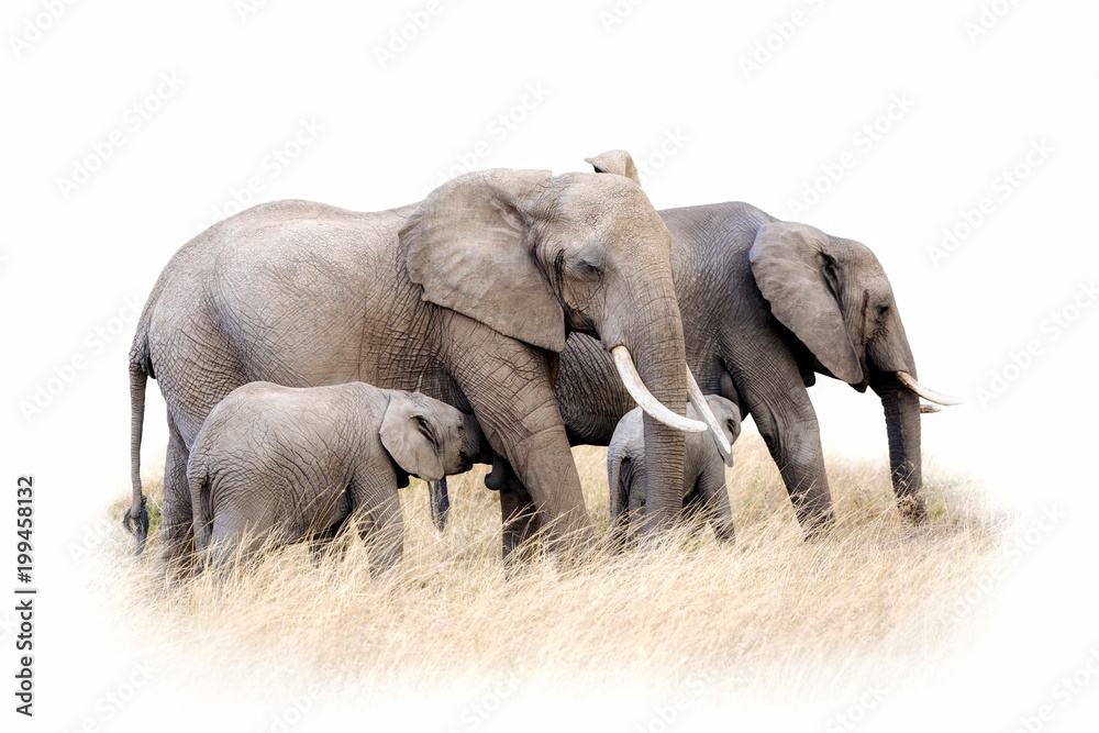 Naklejka premium African elephant group isolated