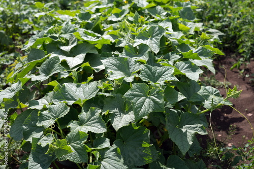 Cucumber bed with green healthy foliage in the garden in a sunny summer day. photo