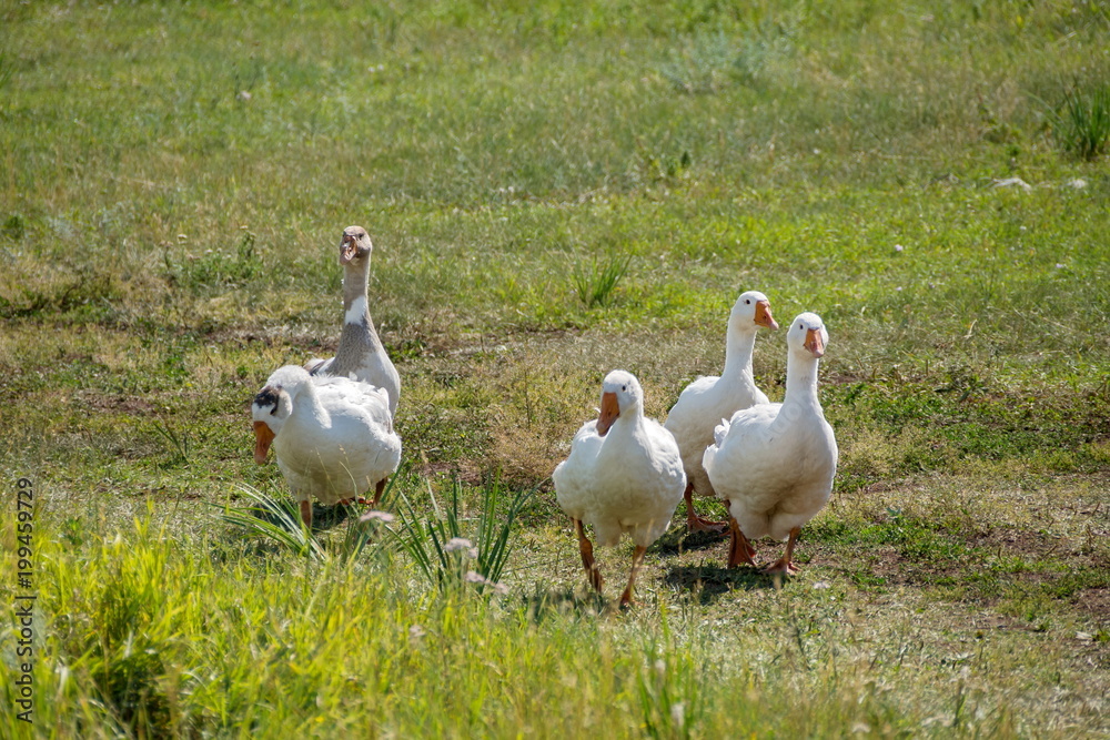 A flock of domestic geese on a rural road on a sunny summer day. A flock of domestic geese on a rural road on a sunny summer day.