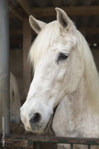 Face of a horse in a shelter in Rojales.
