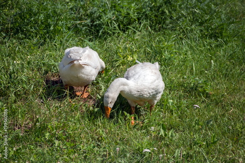 Two white domestic goose tweak grass on a green lawn, on a sunny summer day. photo