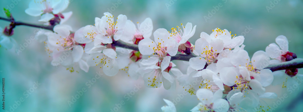 spring flowers of apricot tree