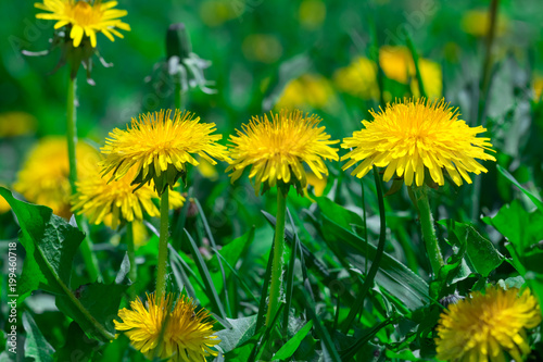 yellow dandelion flower in green grass