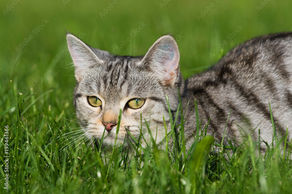 Getigerte Katze liegt in einer Wiese