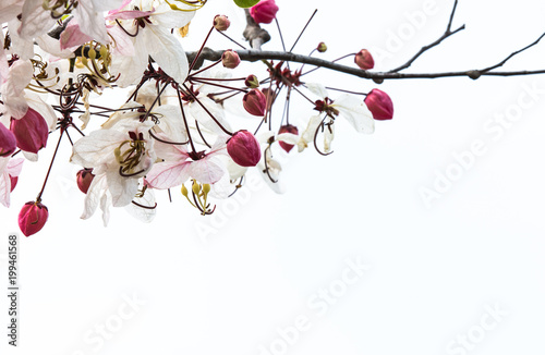 Cassia bakeriana in Thailand during the summer. photo