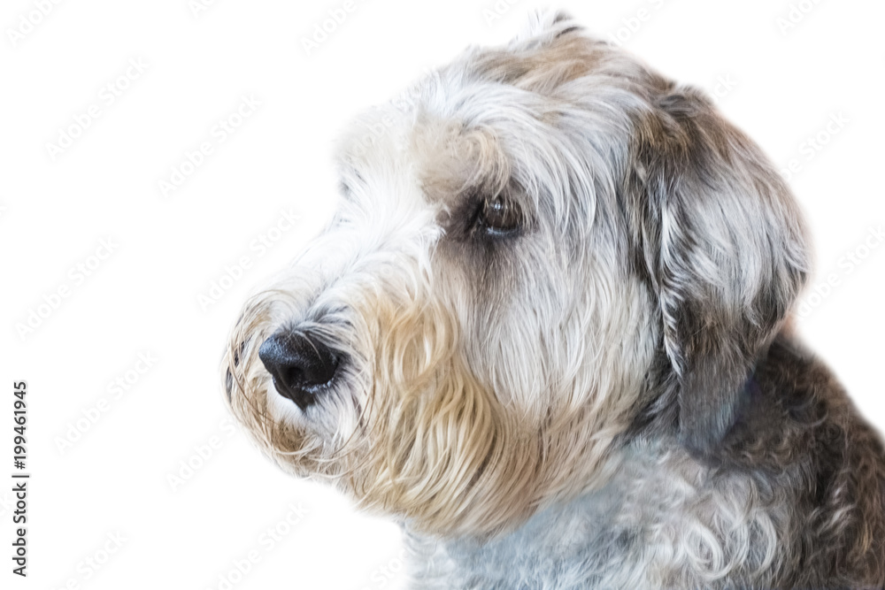 Yorkshire Terrier isolate on white background,front view , technical cost-up.Yorkshire Terrier isolate on white background,front view , technical cost-up.Clipping path