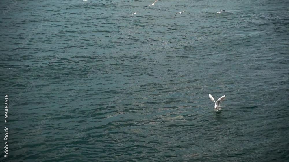 Flocks of hungry sea gulls over the Bosphorus. Flocks of hungry sea gulls over the Bosphorus.