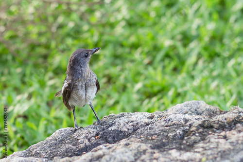 bird hunter