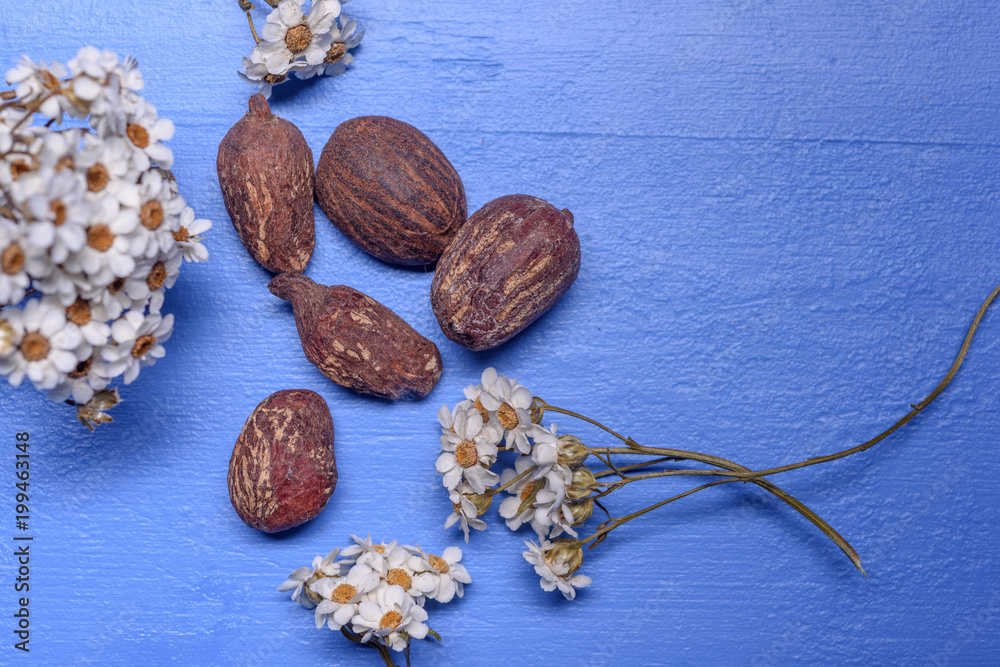shea butter nuts and flowers on blue wood shea butter nuts and flowers on blue wood