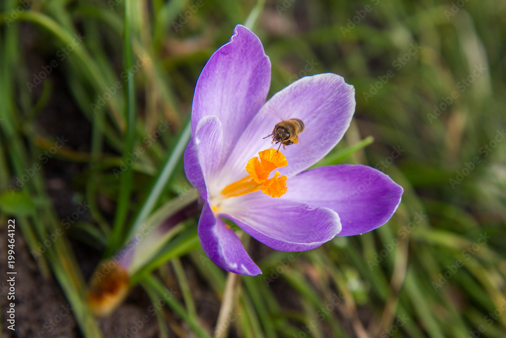 Bee gathering pollen from purple crocus flowers Bee gathering pollen from purple crocus flowers