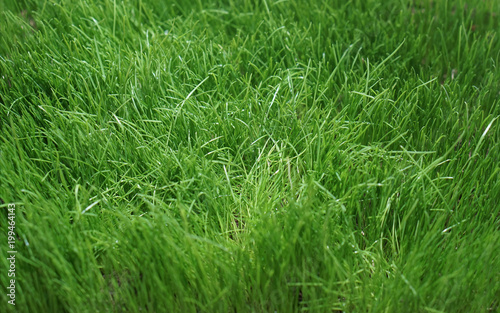 green grass meadow background blades of grass green nature lawn