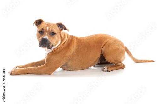 lying down dog tawny pitbull isolated