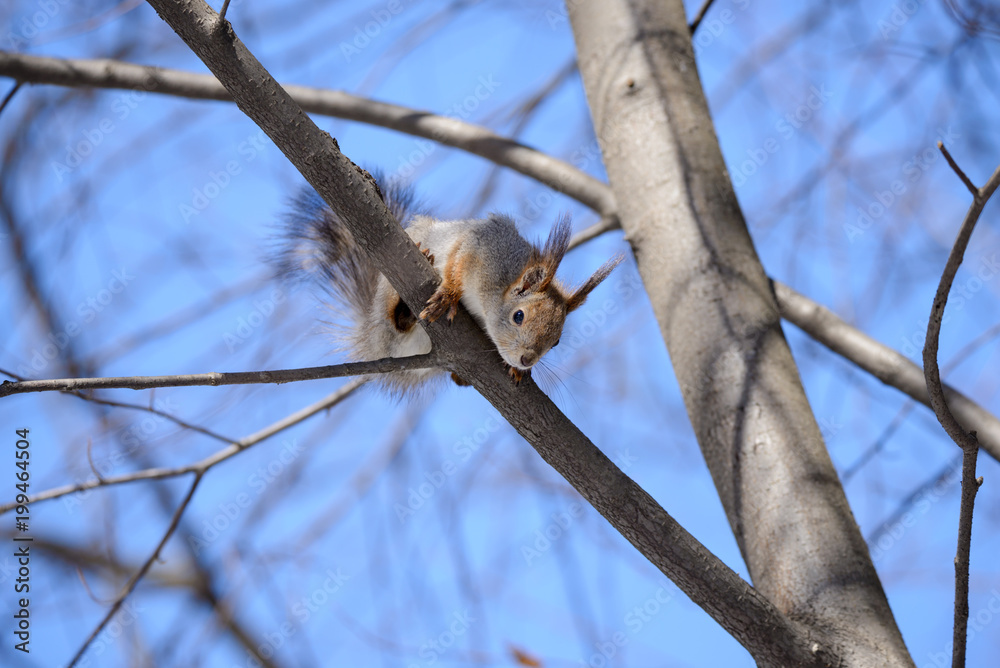 Fototapeta premium Red eurasian squirrel