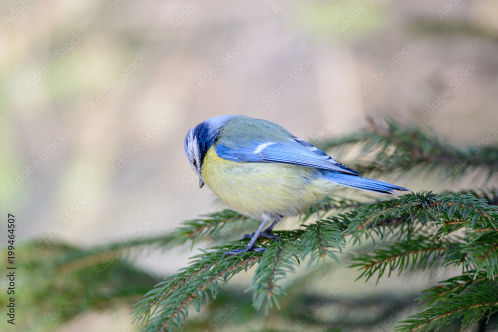 Small bird tomtit sits on branch Small bird tomtit sits on branch