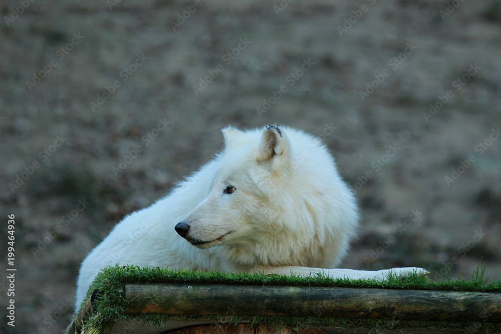 Obraz premium LOUP BLANC