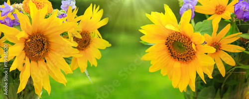 Yellow sunflowers background.