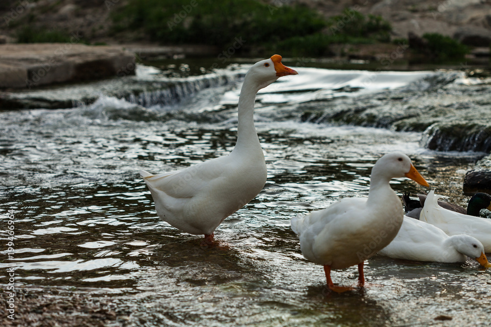 Ducks
