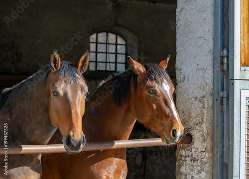 Pferde stehen im Stall © Milan