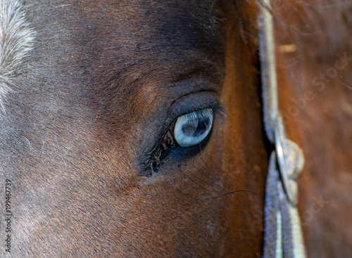Pferd mit wei  en Augen