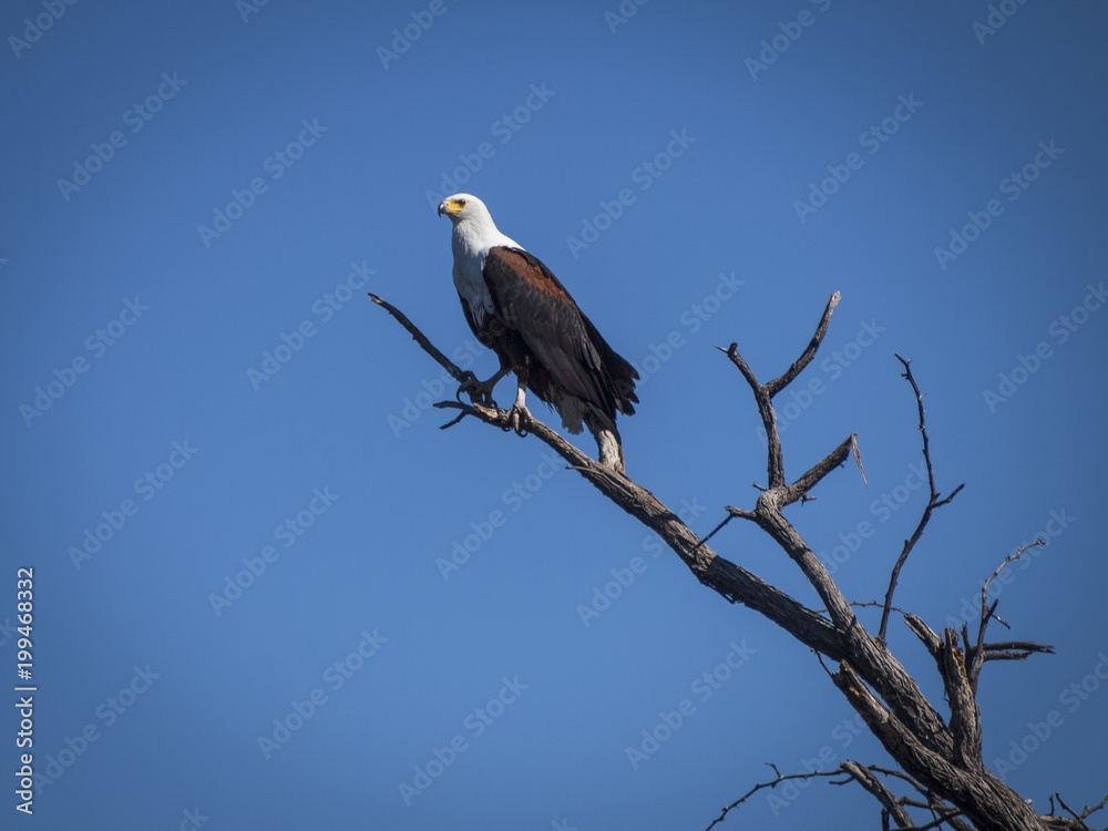 Eagle in the river Okavango Delta, Botswana, Africa Eagle in the river Okavango Delta, Botswana, Africa