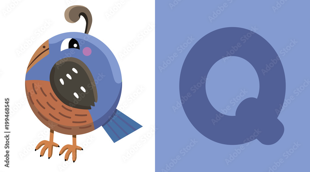 Q is for Quail. Letter Q. Quail, cute illustration. Animal alphabet. Stock  Vector | Adobe Stock