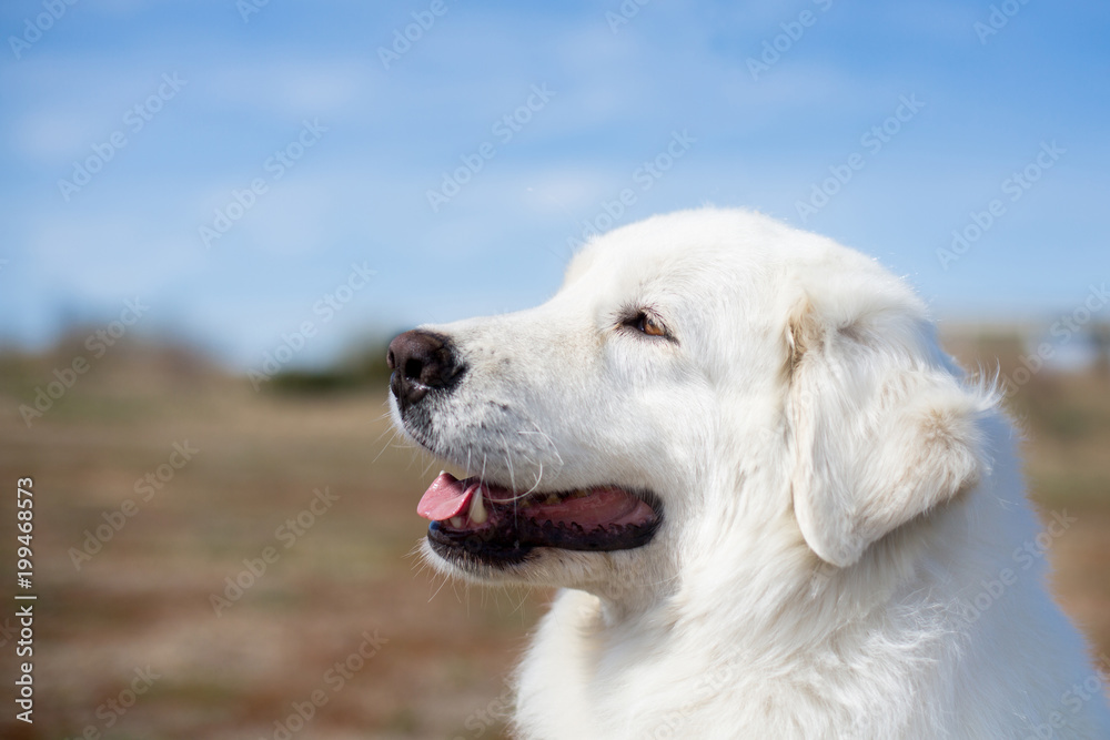 Profile Portrait of prideful dog breed maremmano abruzzese sheepdog. Close-up of Big white fluffy guardian maremma sheepdog posing in the field on blue sky background