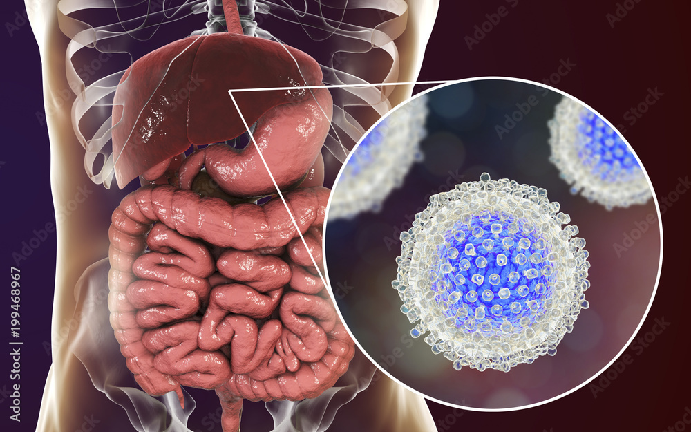 Hepatitis C Virus 3d