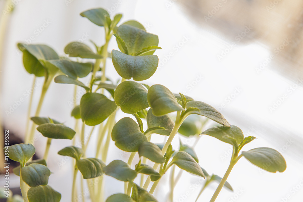 Growing young vegetables from fresh seeds. Beginning of life growth. Concept of evolution Growing young vegetables from fresh seeds. Beginning of life growth. Concept of evolution