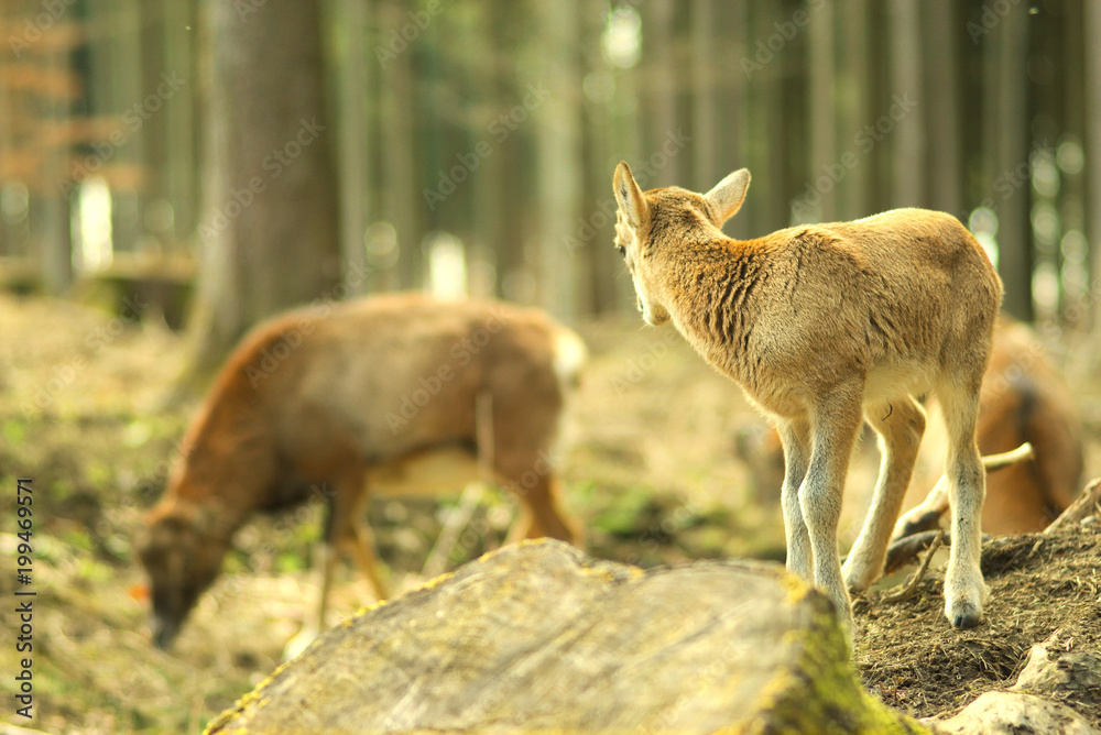 Fototapeta premium junges Reh schaut in Richtung Wald