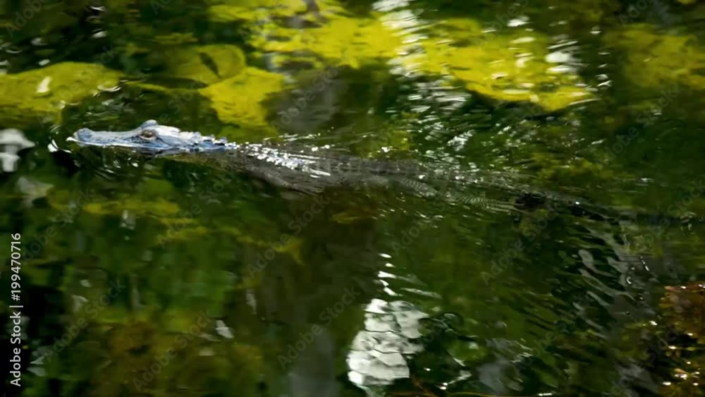 Alligator swims along the river, Everglades National Park, Florida Alligator swims along the river, Everglades National Park, Florida