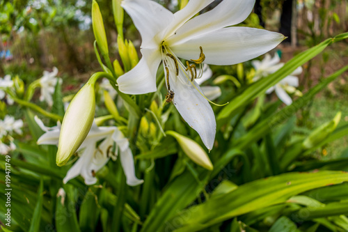 lilies and bees