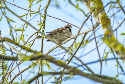 sparrow announces spring in nature park