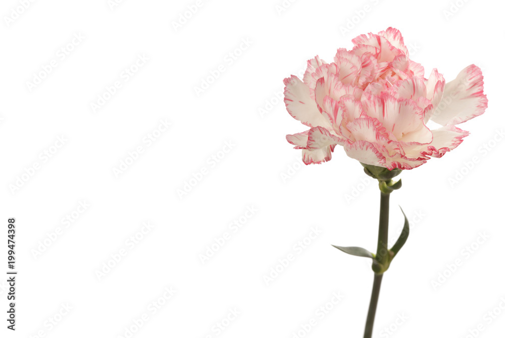 Pink carnation flower on white.