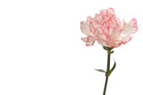 Pink carnation flower on white.