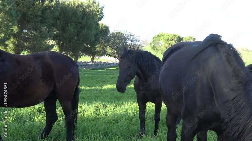 MURGESE HORSE. Italian equine breed of the Murge (Puglia, Italy), bred in the wild since the twentieth century in the old farms. Its origins date back to the era of Spanish domination. MURGESE HORSE. Italian equine breed of the Murge (Puglia, Italy), bred in the wild since the twentieth century in the old farms. Its origins date back to the era of Spanish domination.