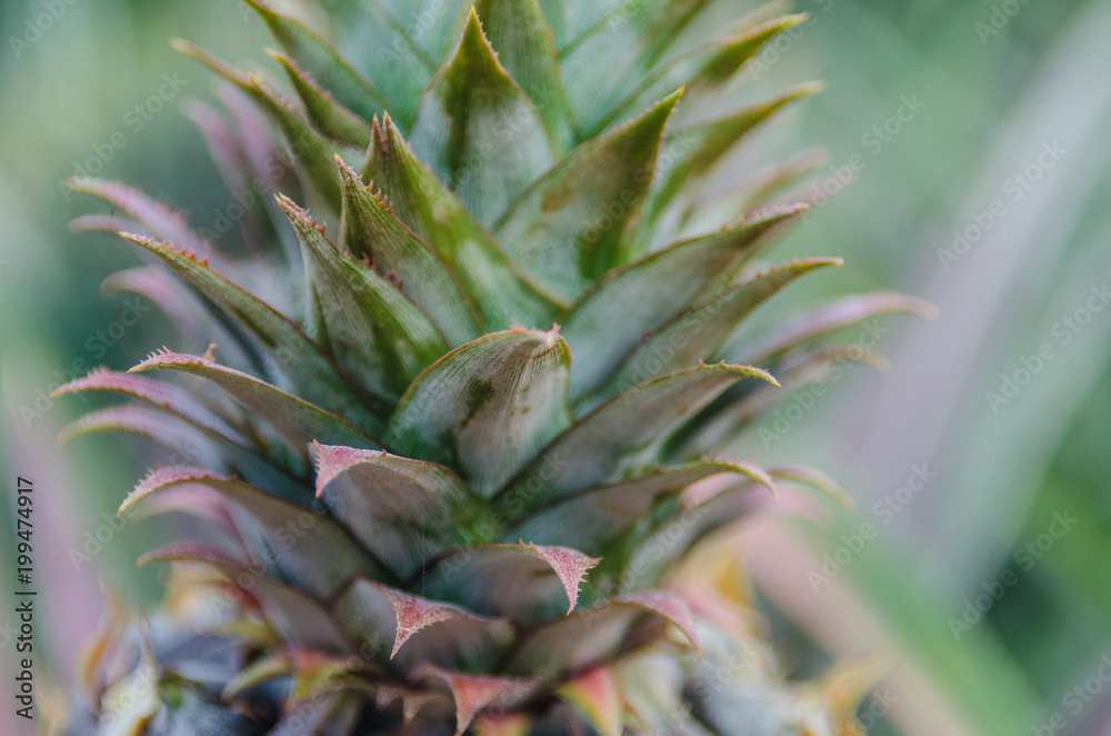 Obraz premium Pineapple fruit close up shot