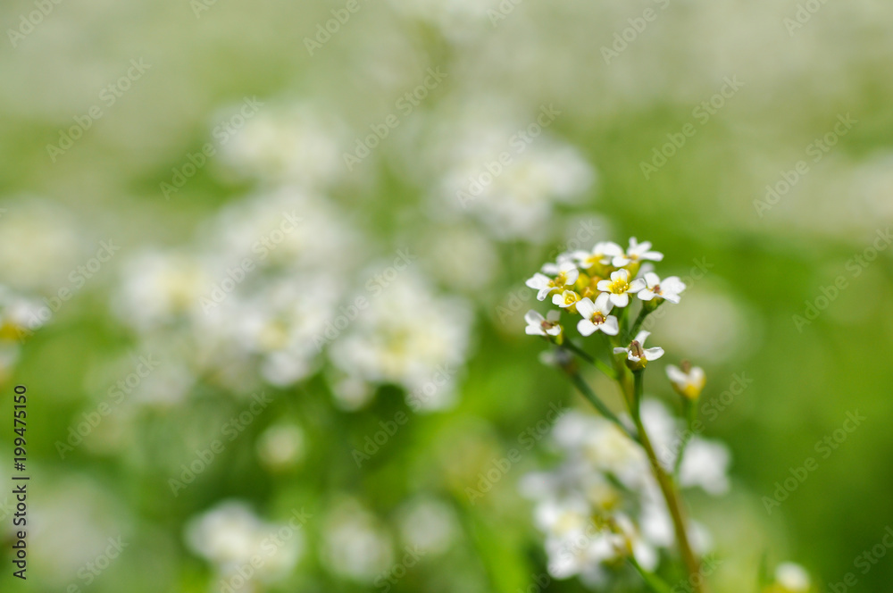 Wildflowers on a meadow in springtime. Spring and summer background, white wild flowers Wildflowers on a meadow in springtime. Spring and summer background, white wild flowers
