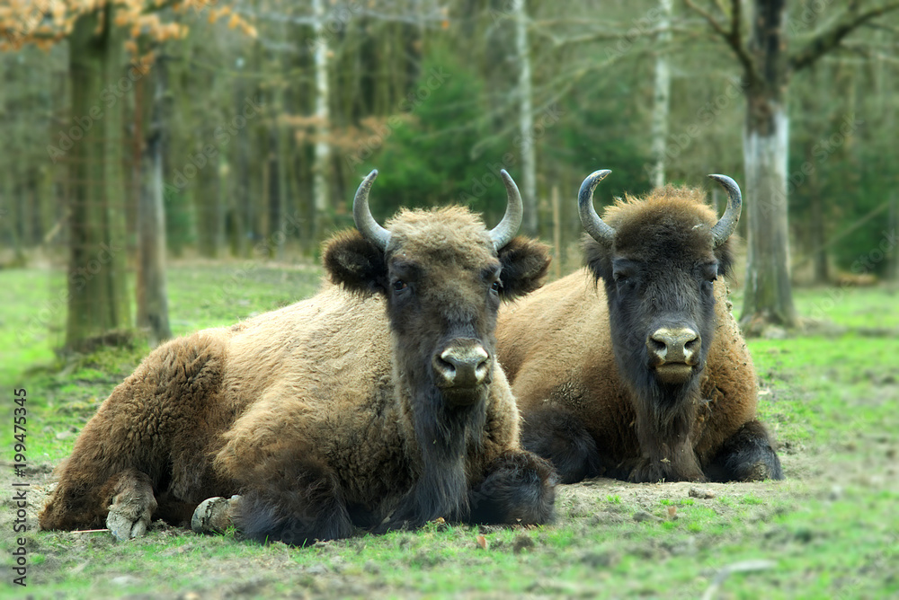 zwei Wisent, Tiere auf einer Wiese zwei Wisent, Tiere auf einer Wiese