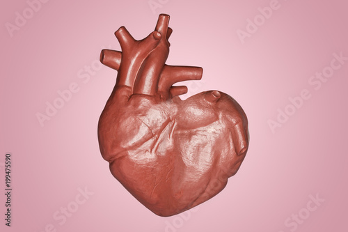 A human heart in a heart shape. Part of anatomy human body model with organ system